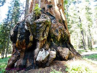 sequoia-2019-day7-8  new growth w.jpg (613703 bytes)